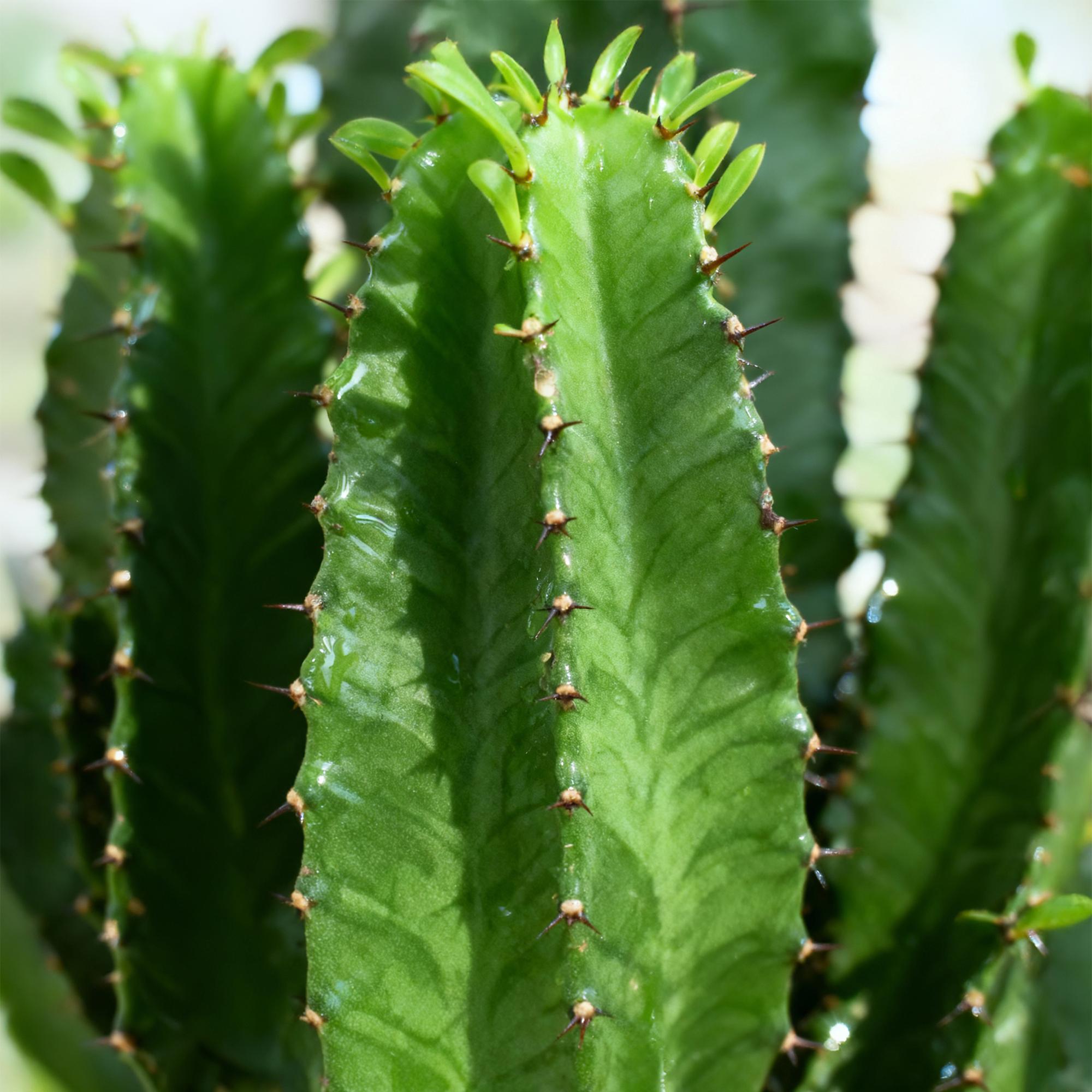 Kamerplant - Euphorbia eritrea - Afrikaanse melkboom - Weinig onderhoud - Groen - 1 - Pot 19cm - Hoogte 70cm