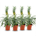 Ananasplant Mi Amigo - 4 Stuks - Ø 12 cm - Hoogte: 35 - 40 cm