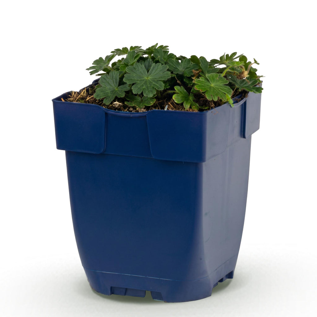Vasteplant - Geranium sang. Max Frei - Ooievaarsbek - Bodembedekkend - Roze - 1 Plant - Pot 11cm - Hoogte 15-25cm