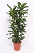 Ficus Cyathistipula - Ø27cm - ↕100-120cm