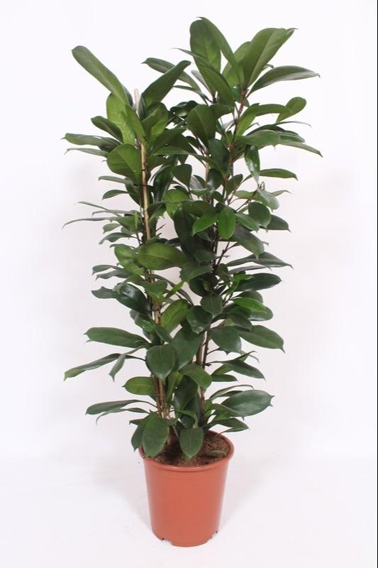 Ficus Cyathistipula - Ø27cm - ↕100-120cm