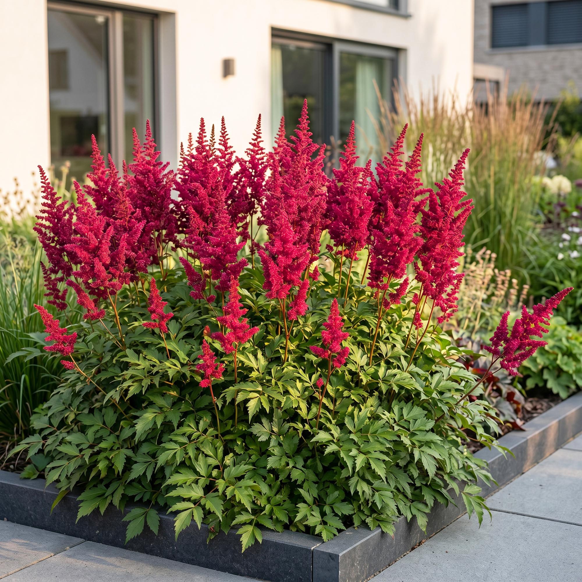Vasteplant - Astilbe (A) Fanal - Pluimspirea - Schaduw - Rood - 24 Planten - Pot 11cm - Hoogte 15-25cm