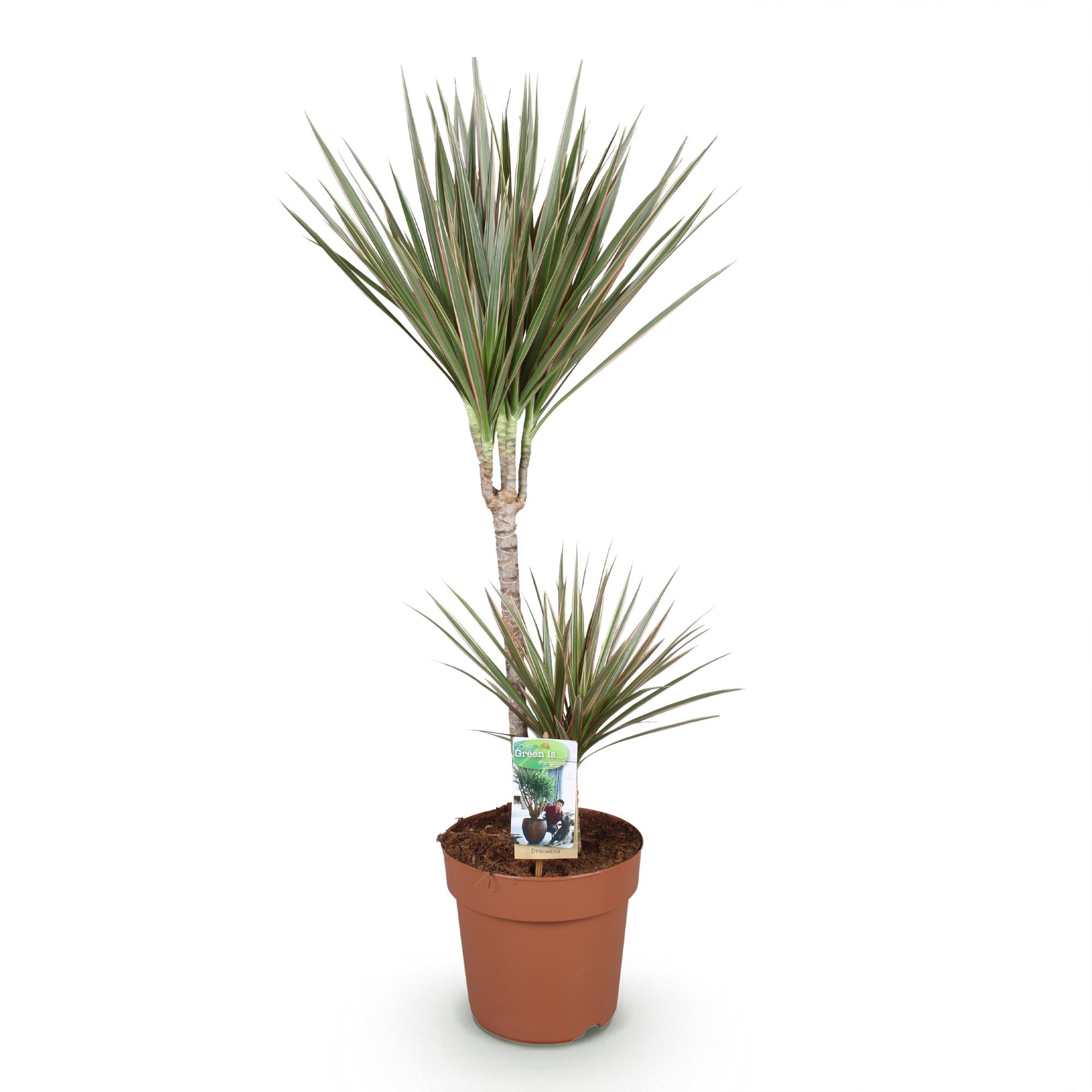 Green is... Kamerplanten - Dracaena Marginata Bicolor - Drakenbloedboom - Weinig onderhoud - Groen - 1 Plant - Pot 21cm - Hoogte 90-100cm