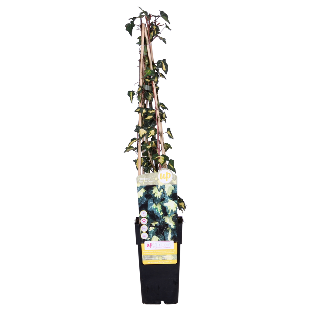 Hedera helix 'Goldheart' - Ø15cm - ↕65cm