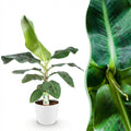 Kamerplanten - Musa acuminata Dwarf Cavendisch - Bananenplant - Weinig onderhoud - Groen - 1 Plant - met Potter Wit - Pot 21cm - Hoogte 70-75cm