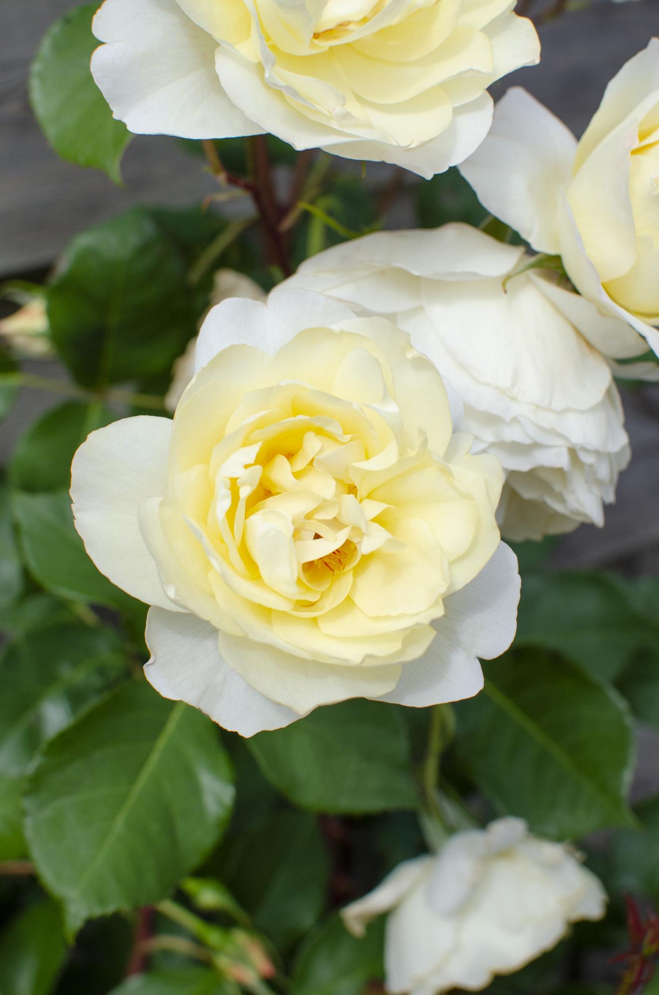 Rosa Crazy in love 'Vanilla' - Creme Roos - Ø15cm - ↕65cm