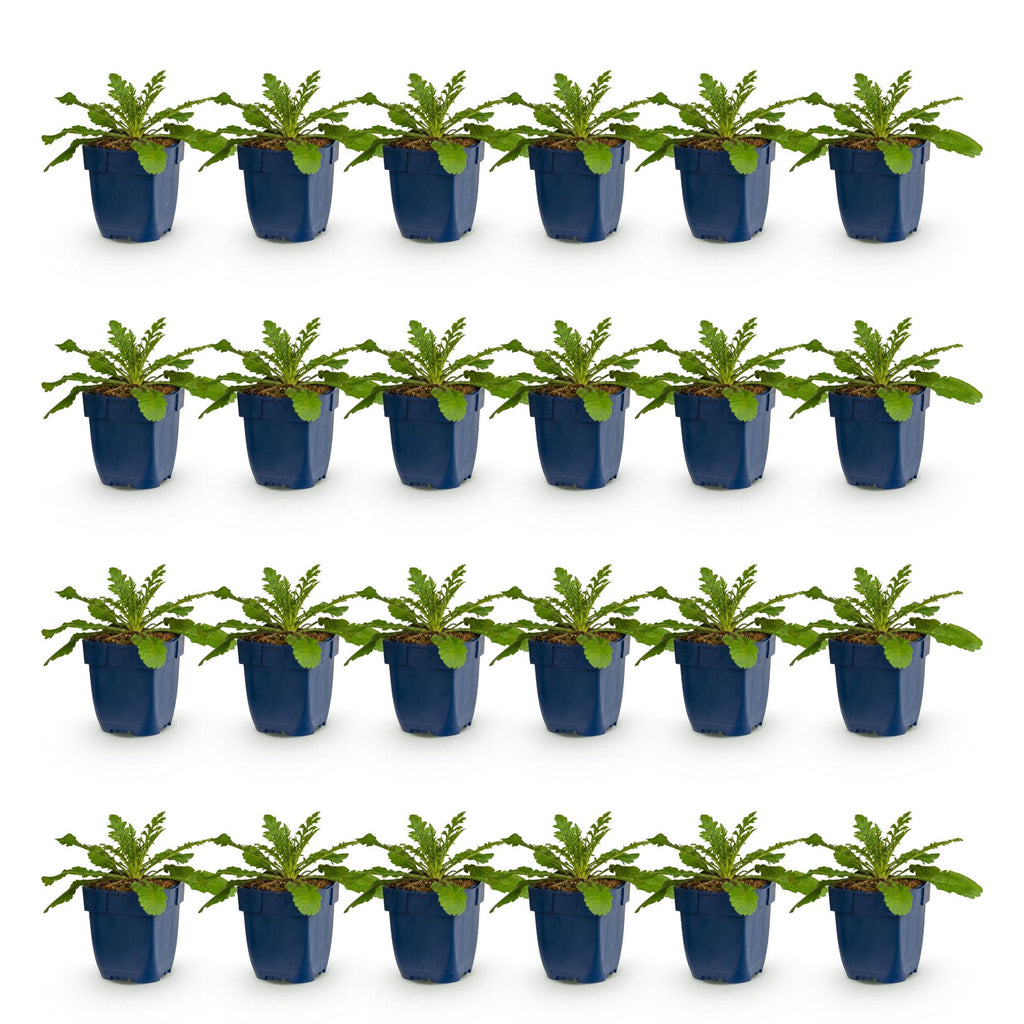 Vasteplant - Scabiosa col. Pink Mist - Duifkruid - Bijen en Vlinderlokkers - Roze - 24 Planten - Pot 11cm - Hoogte 15-25cm