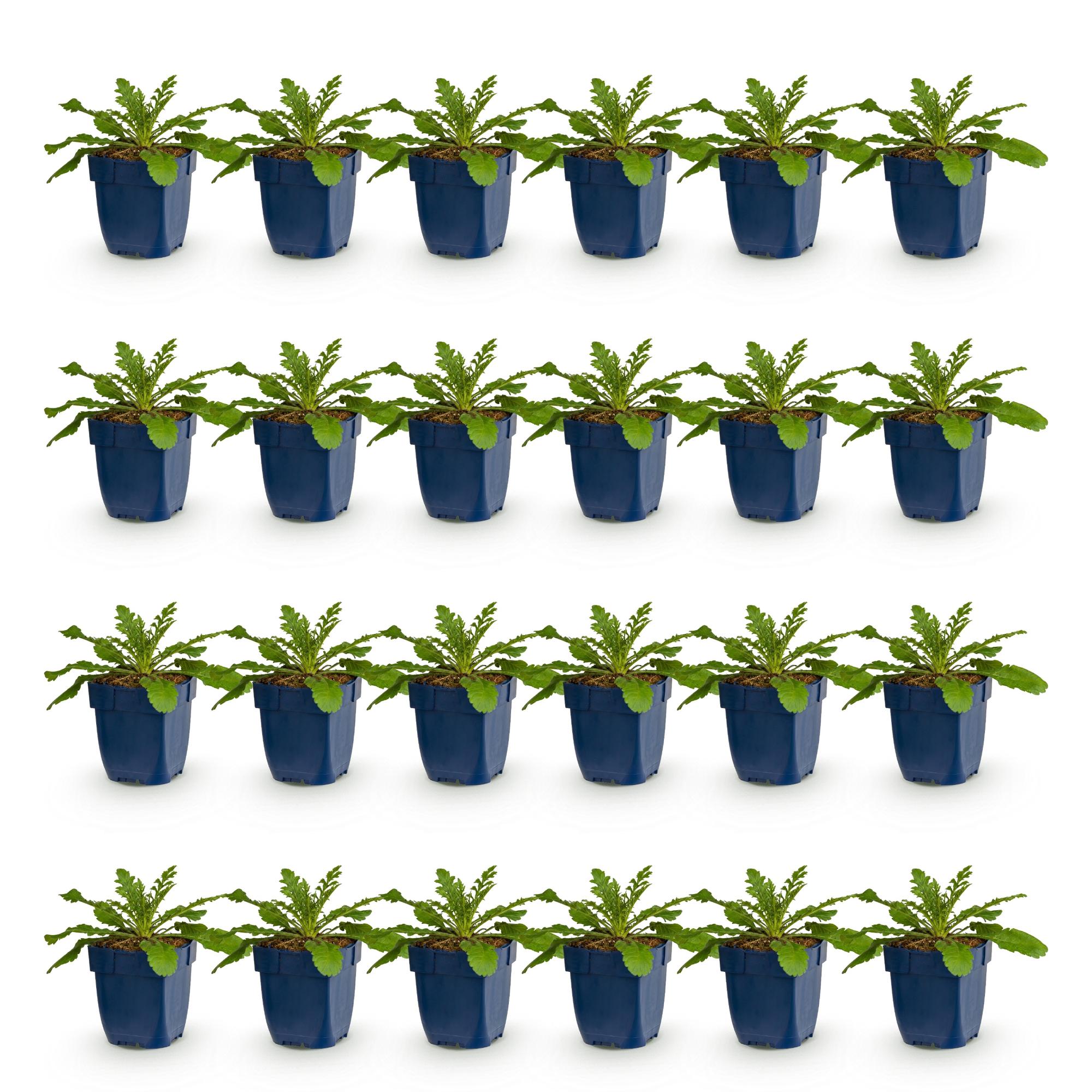 Vasteplant - Scabiosa col. Pink Mist - Duifkruid - Bijen en Vlinderlokkers - Roze - 24 Planten - Pot 11cm - Hoogte 15-25cm