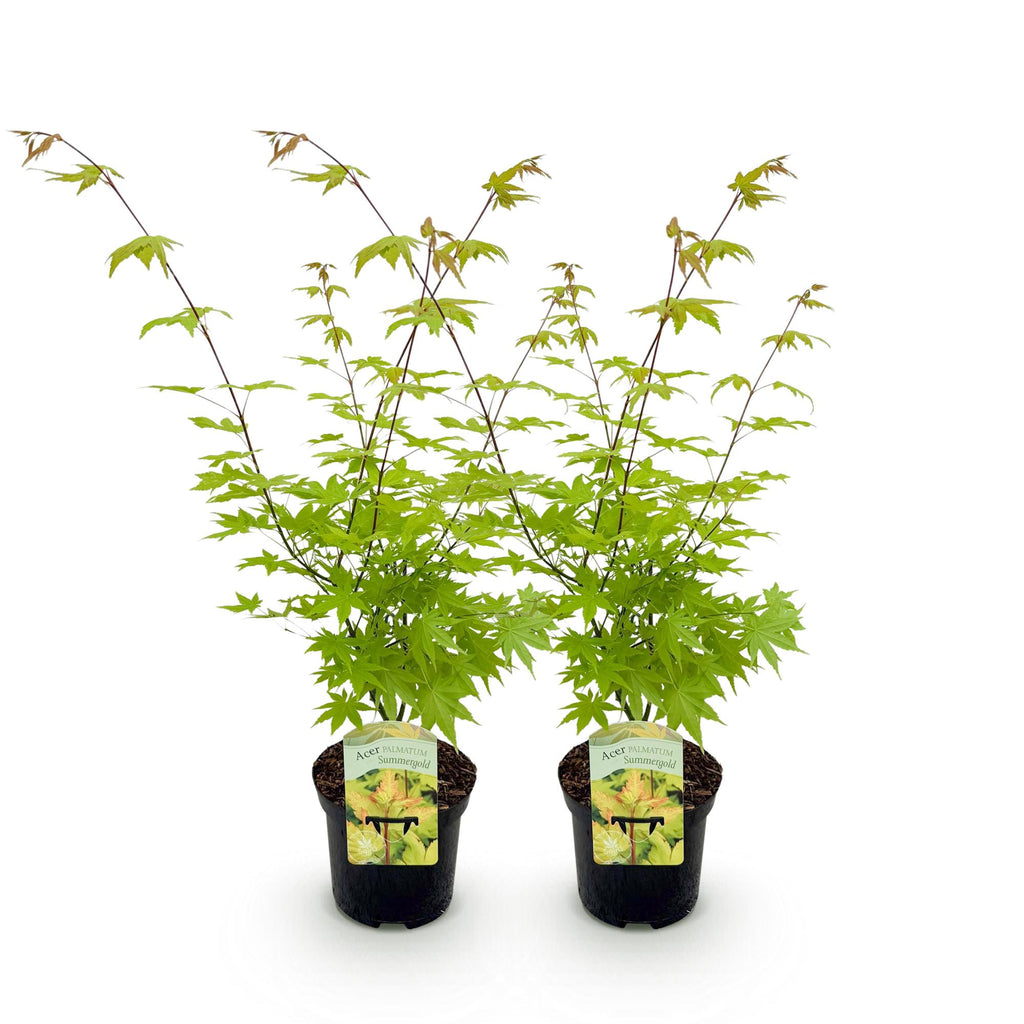 Terrasplant - Japanse Esdoorn - Acer palmatum Summergold - Geel - 2 Planten - Bladverliezend - Pot 19cm Hoogte 70cm