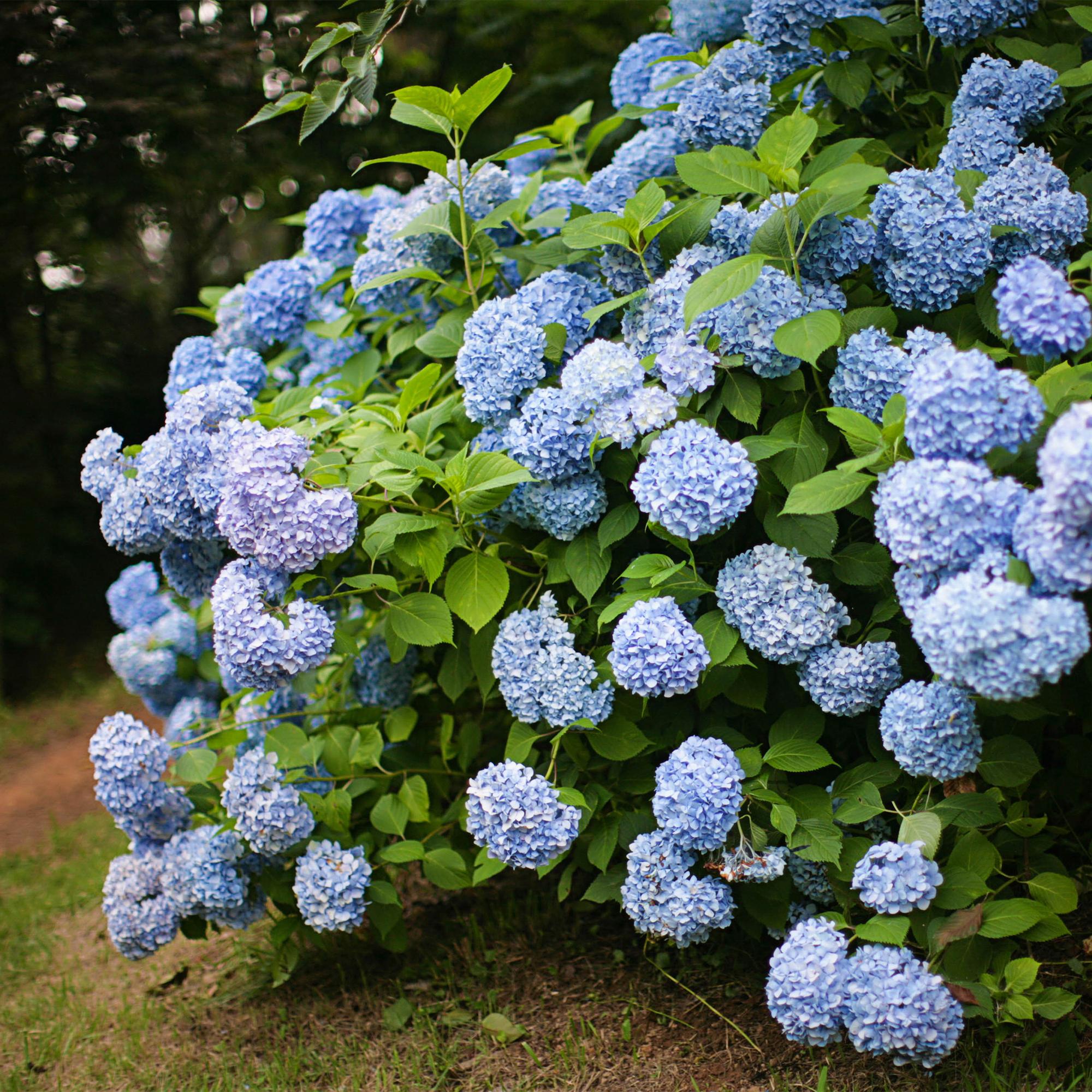 Tuinplant - Hydrangea macrophylla Blauw - Hortensia - Winterhard - Blauw - 1 Plant - Pot 12cm - Hoogte Hoogte 20-30cm
