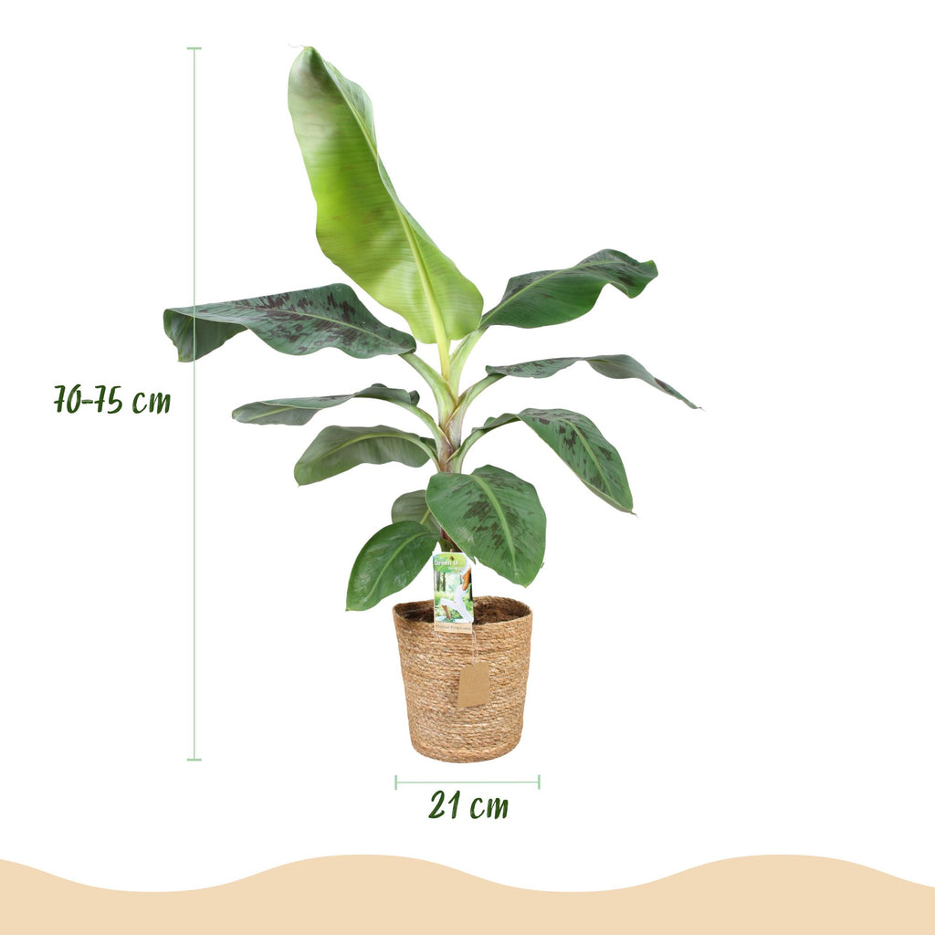 Green is... Kamerplanten - Musa acuminata Dwarf Cavendisch - Bananenplant - Weinig onderhoud - met mand - Groen - 1 Plant - Pot 21cm - Hoogte 70-75cm