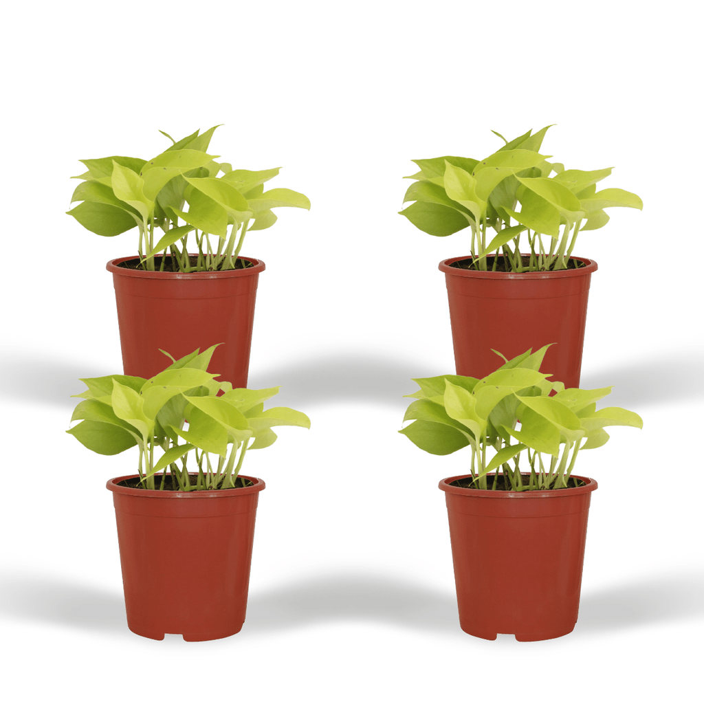 Epipremnum Golden Pothos (Scindapsus) - 4 stuks - Ø12cm - ↕15cm