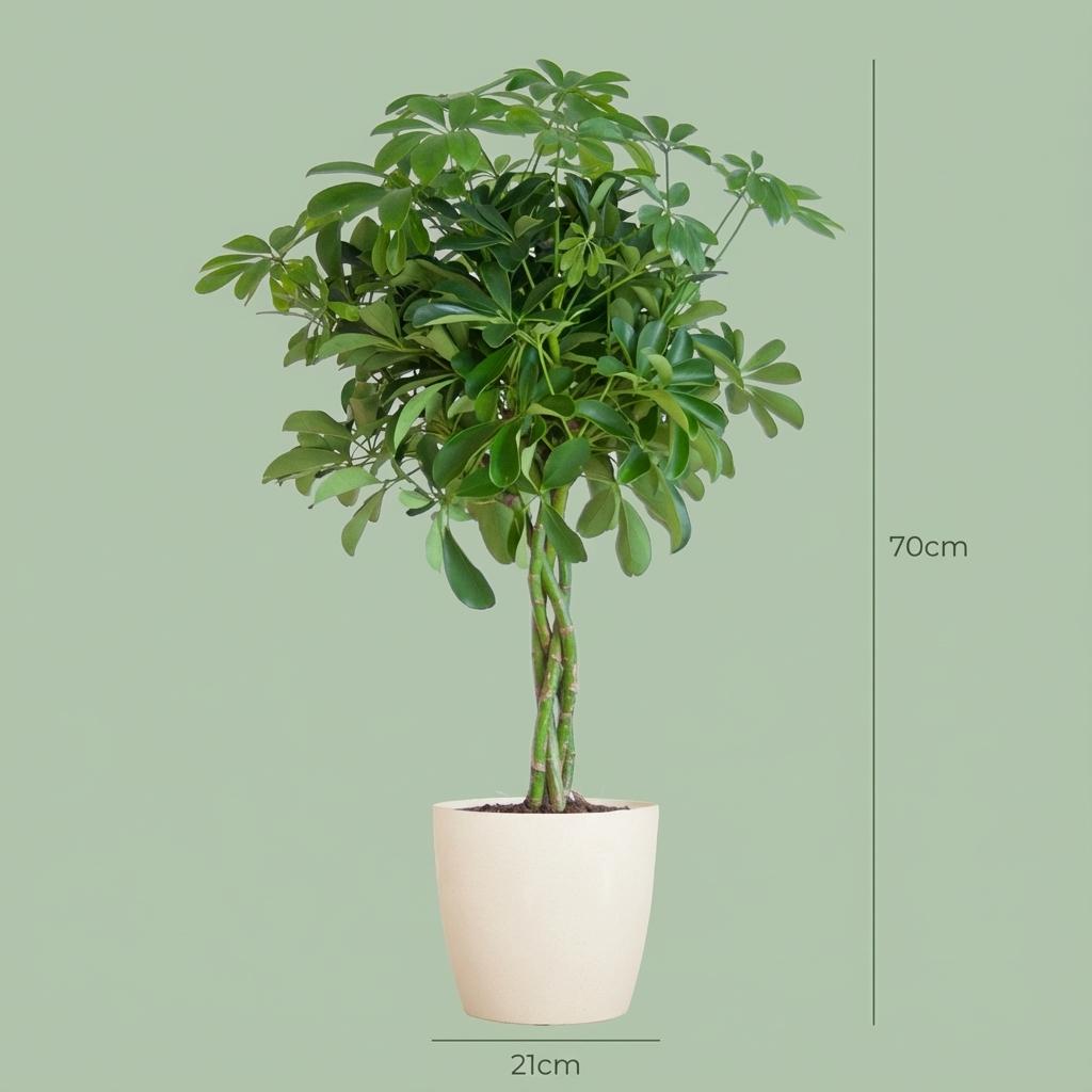 Schefflera Arab Nora met Potter wit  - 70cm - Ø21