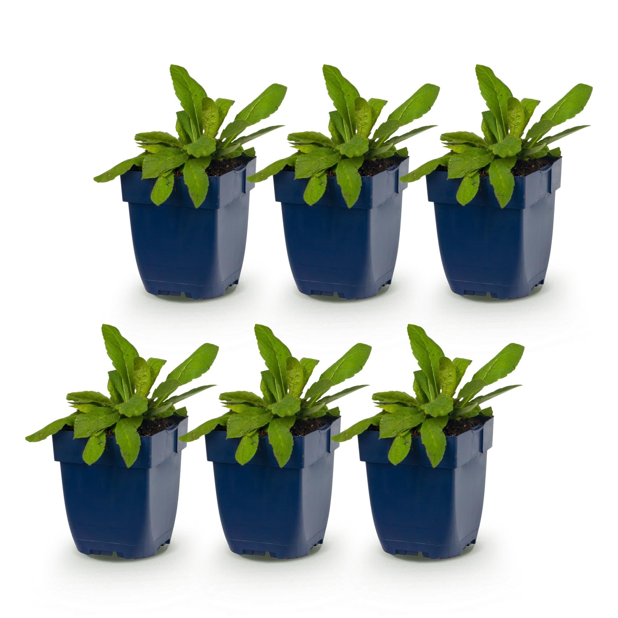 Vasteplant - Knautia macedonica - Beemdkroon - Bijen- en vlinderlokkers - Donker Rood - 6 Planten - Pot 11cm - Hoogte 15-25cm