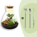 DIY Planten terrarium met licht - Sam Calathea - Ø 24,5 cm ↑ 30 cm - Rake + Shovel + Tweezer
