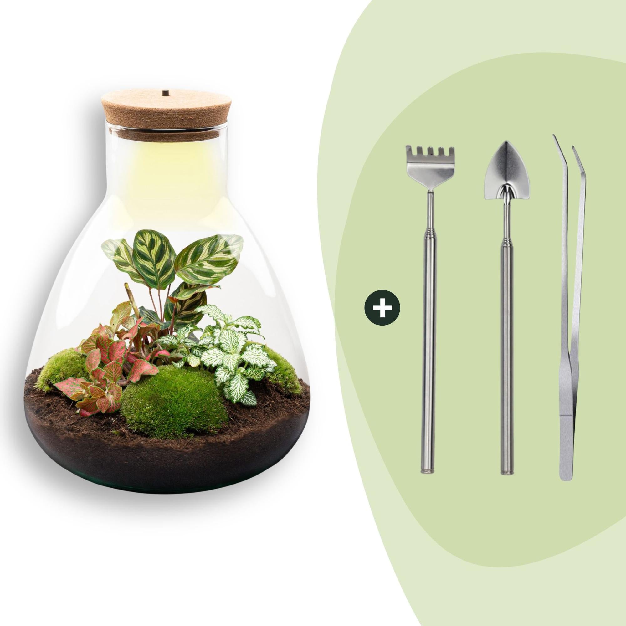 DIY Planten terrarium met licht - Sam Calathea - Ø 24,5 cm ↑ 30 cm - Rake + Shovel + Tweezer