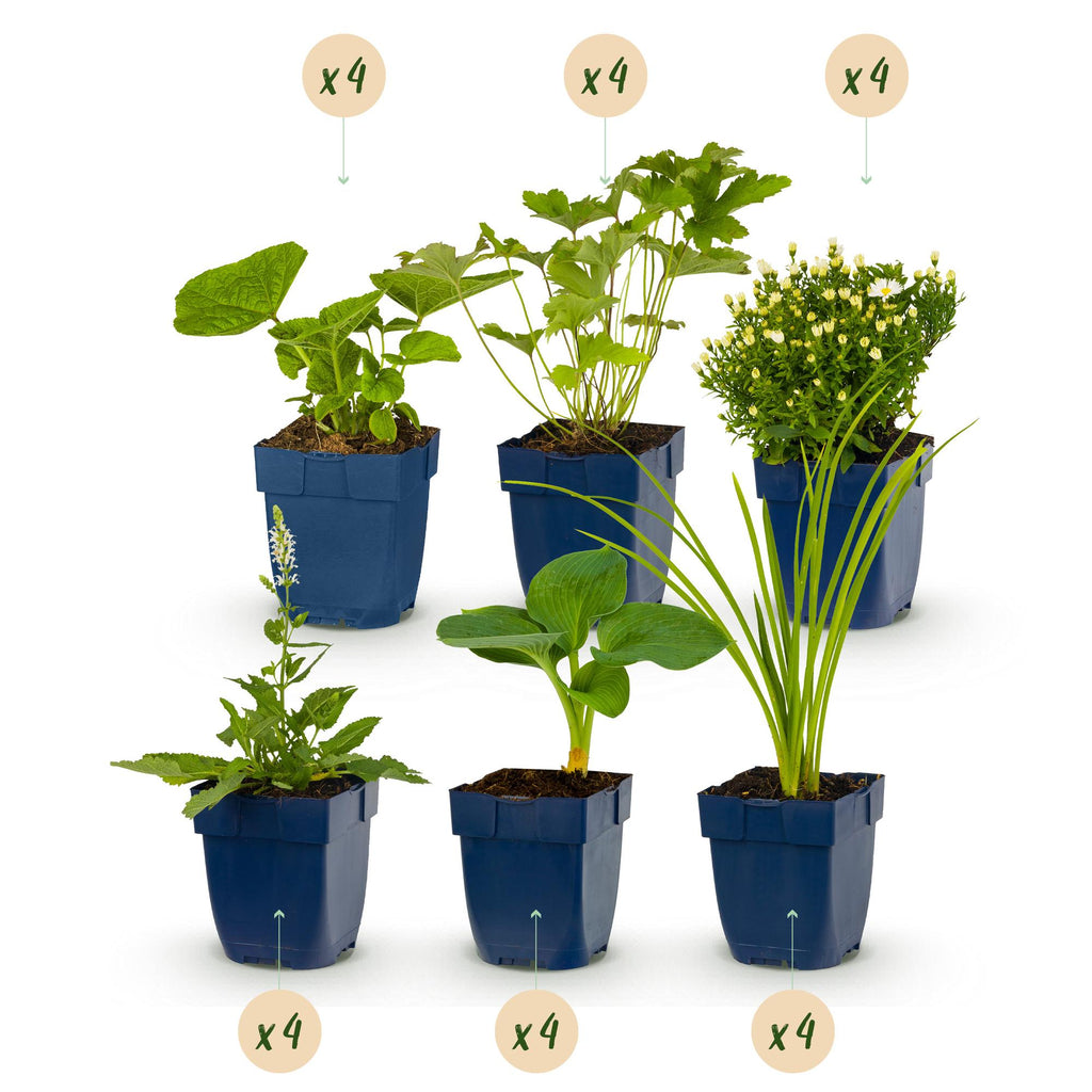 Borderpakket - Kleur Wit - 24 Vaste planten - 3 m2 - Diversen kleuren - Weinig Onderhoud - Pot 11cm
