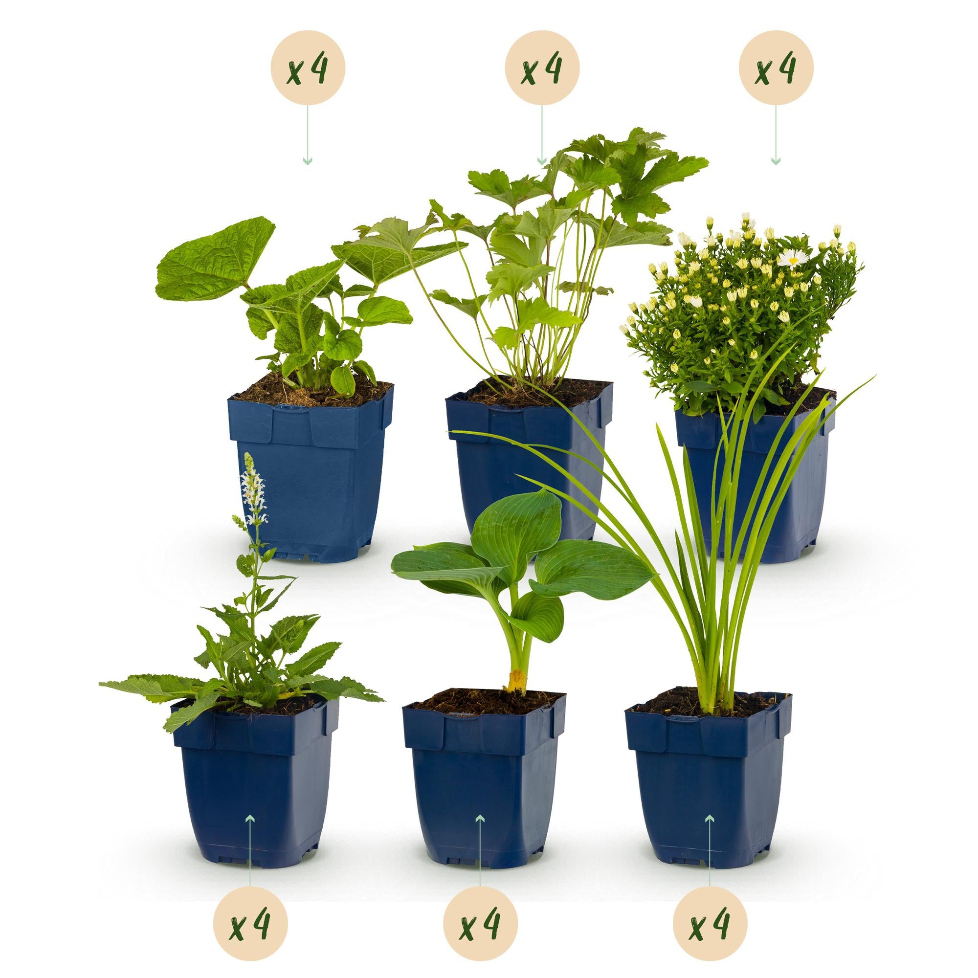 Borderpakket - Kleur Wit - 24 Vaste planten - 3 m2 - Diversen kleuren - Weinig Onderhoud - Pot 11cm