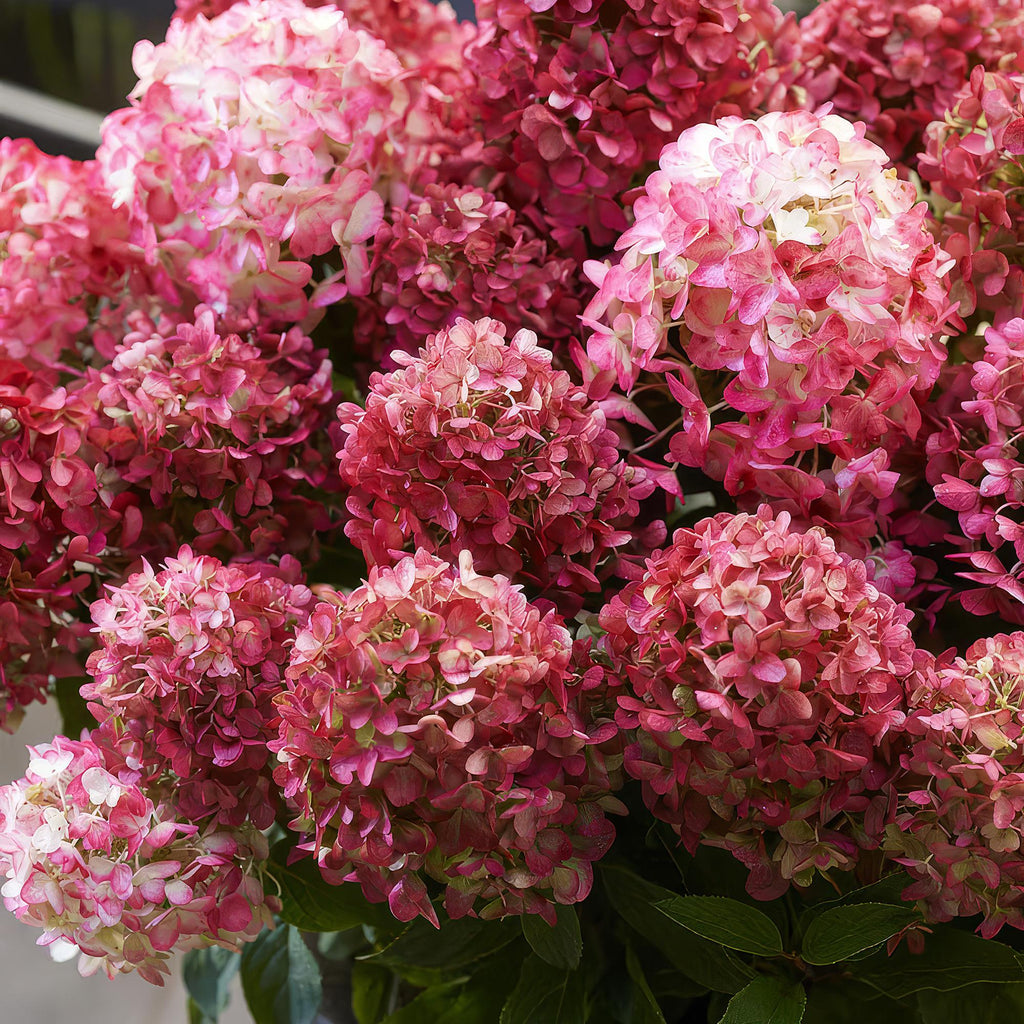 Tuinplant - Hydrangea panniculata Living Little Rosy - Pluimhortensia - Winterhard - Roze - 3 Planten - Pot 12cm - Hoogte Hoogte 20-30cm