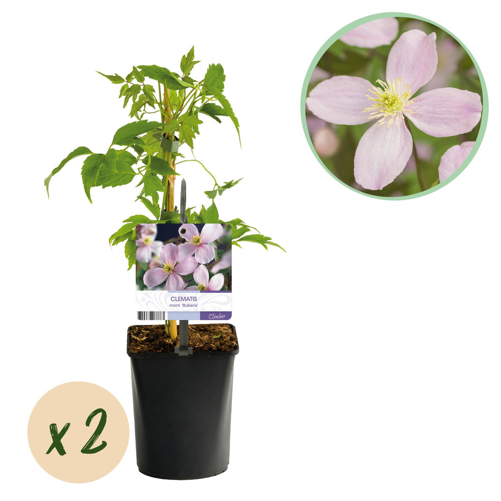 Klimplant - Clematis montana Rubens - Bloem Roze - Vroegbloeiend - Weinig onderhoud -2 planten -  Pot 11cm Hoogte 40cm