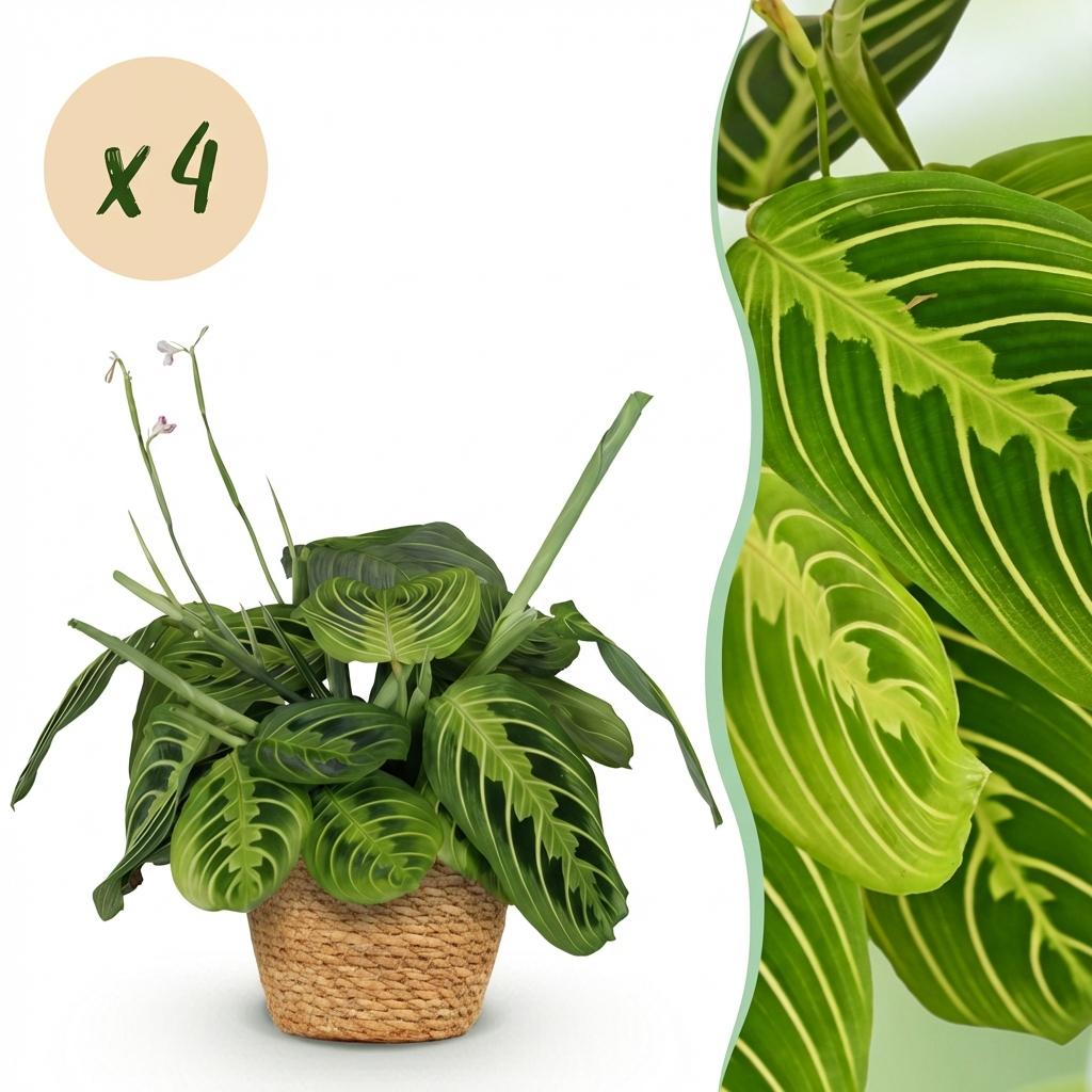 Kamerplant - Maranta Fascinator Lemon Lime - Gebedsplant - Huisdiervriendelijke Plant - Groen - 4 Planten - met Mand - Pot 12cm - Hoogte 25cm