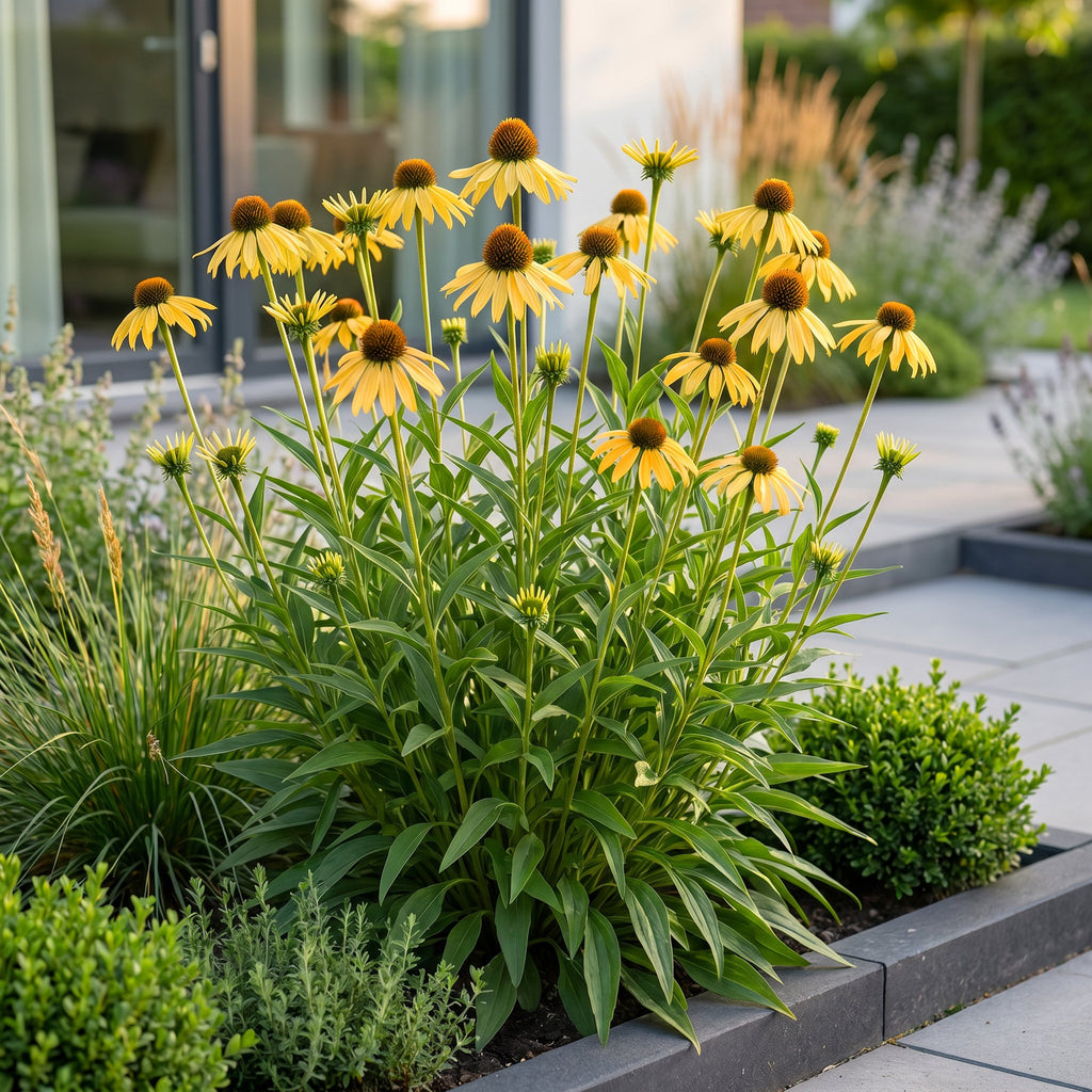 Vasteplant - Echinacea paradoxa - Zonnehoed - Bijen- en vlinderlokkers - Geel - 6 Planten - Pot 11cm - Hoogte 15-25cm