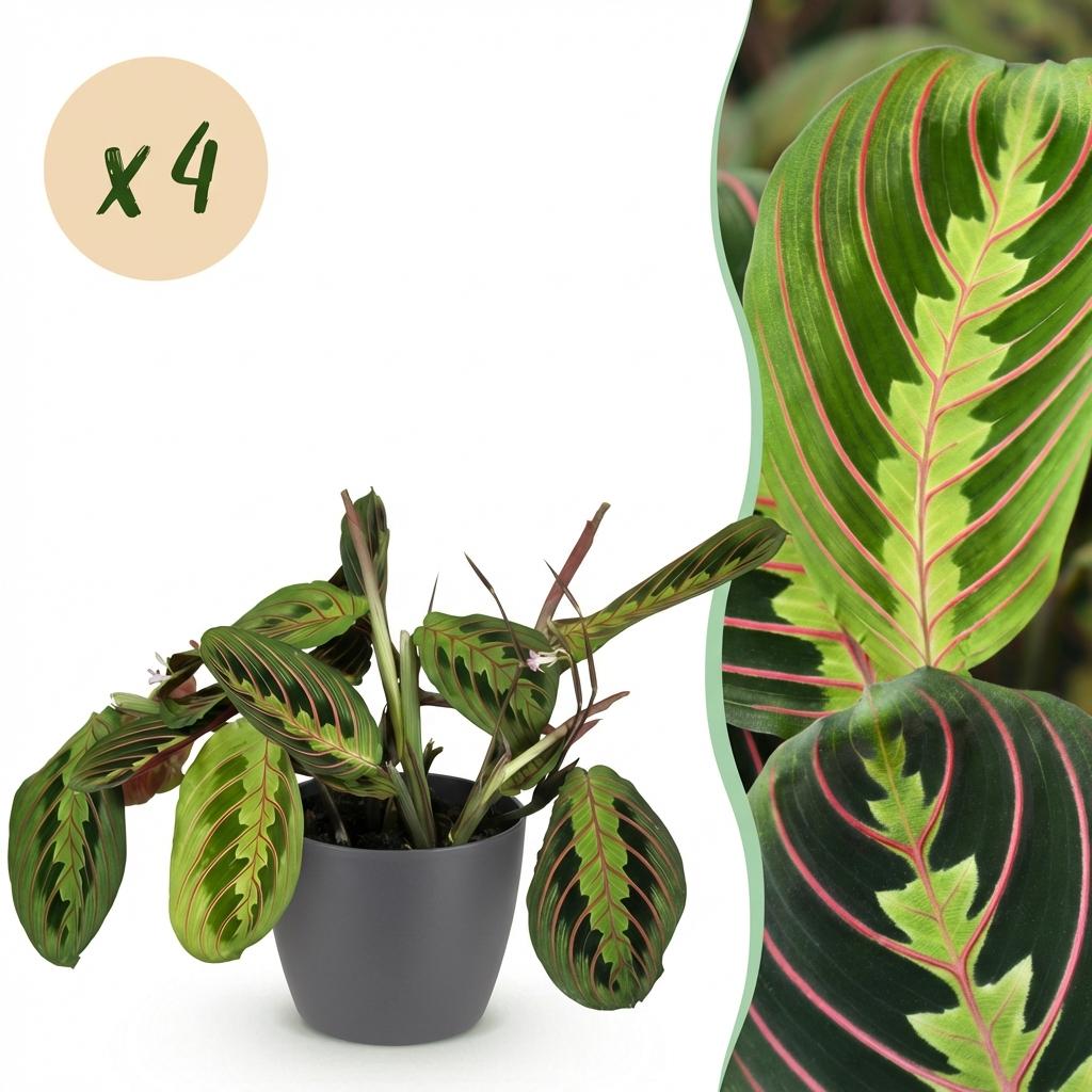 Kamerplant - Maranta Fascinator Tricolour - Gebedsplant - Huisdiervriendelijke Plant - Groen - 4 Planten - met Potter Grijs - Pot 12cm - Hoogte 25cm