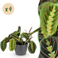 Kamerplant - Maranta Fascinator Tricolour - Gebedsplant - Huisdiervriendelijke Plant - Groen - 4 Planten - met Potter Grijs - Pot 12cm - Hoogte 25cm