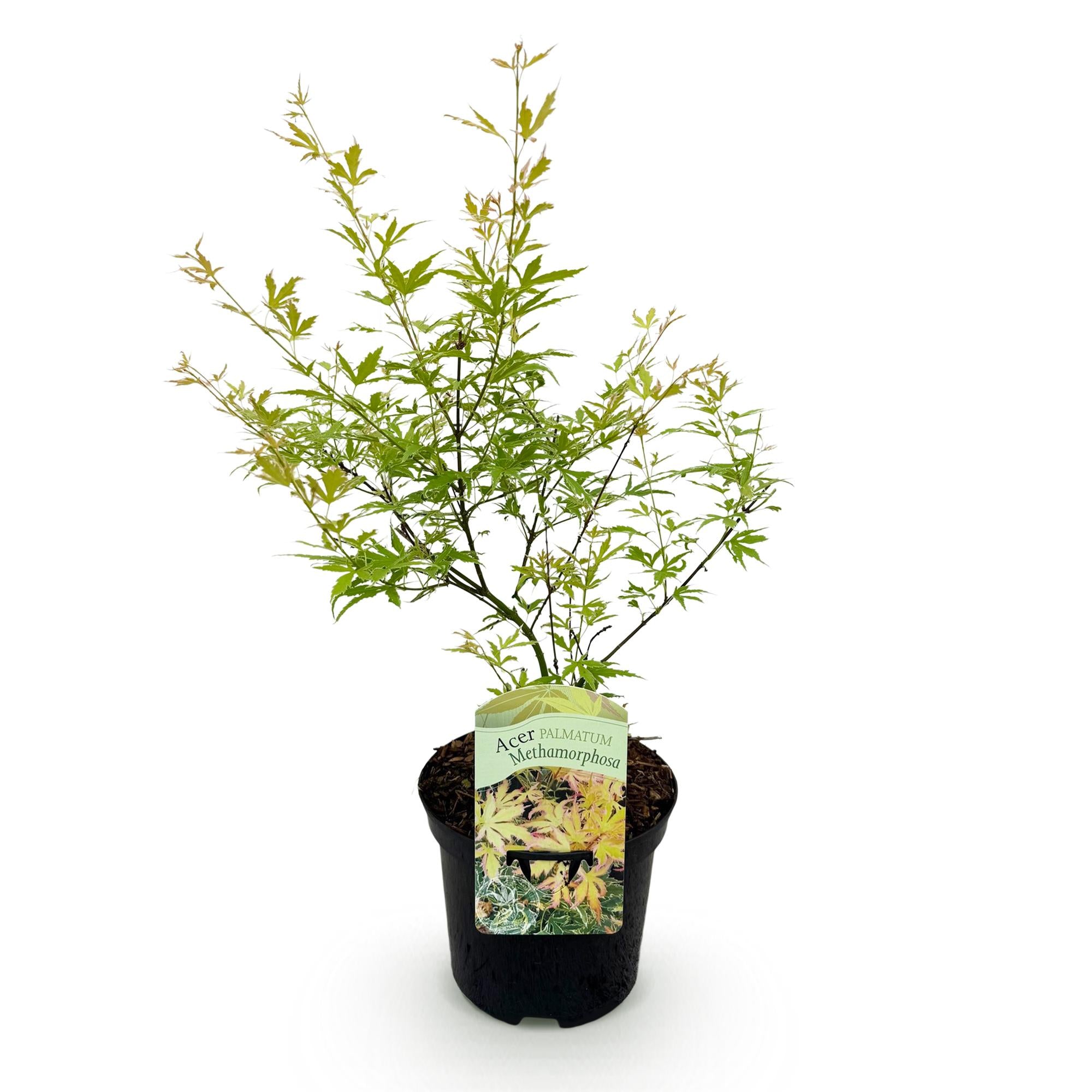 Terrasplant - Japanse Esdoorn - Acer palmatum Methamorphosa - Groen - 1 Plant - Bladverliezend - Pot 19cm Hoogte 70cm