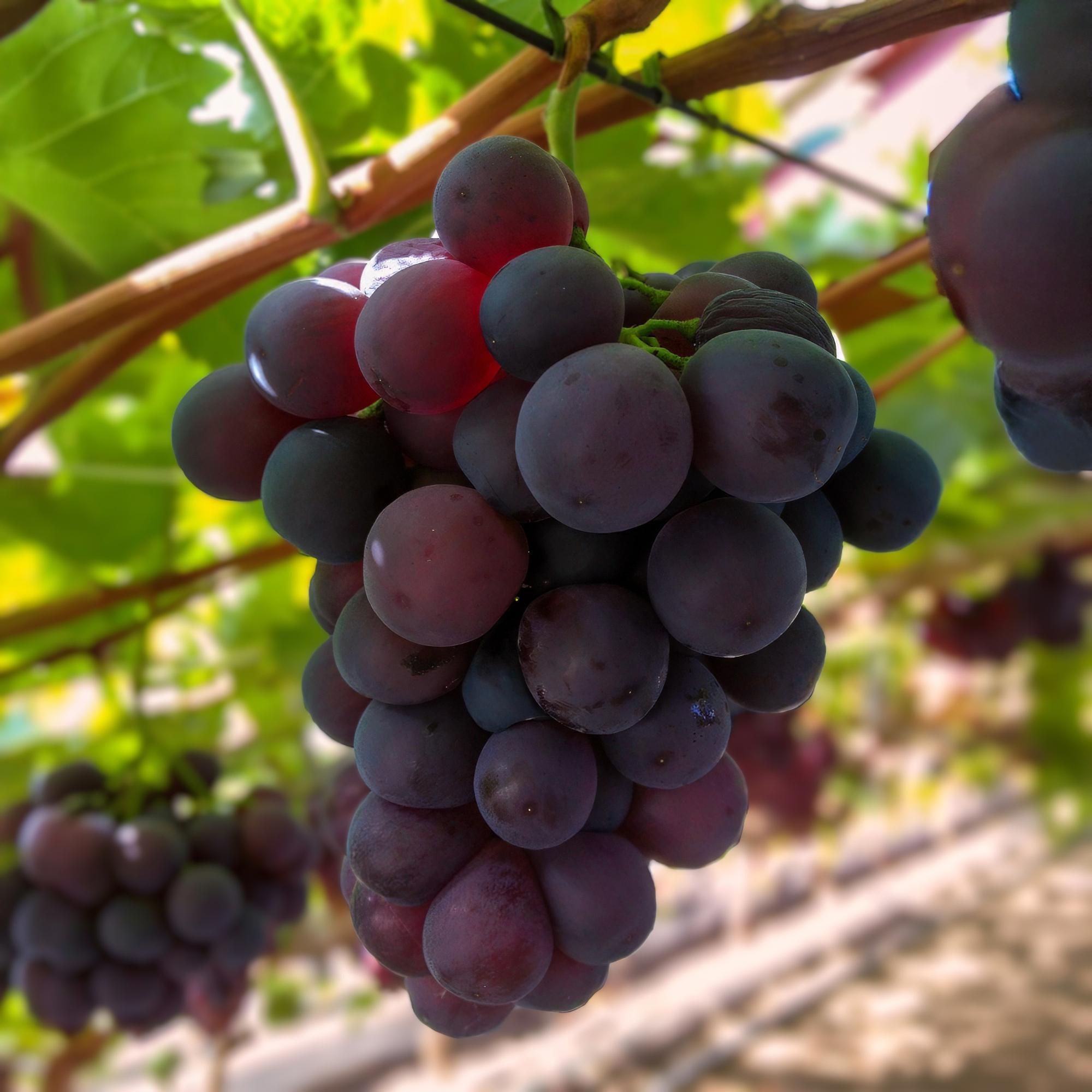Fruitplant - Vitis vinifera Vanessa - Druivenplant - Pitarm - Blauwe Druif - 2 Planten - Pot 15cm - Hoogte 50cm