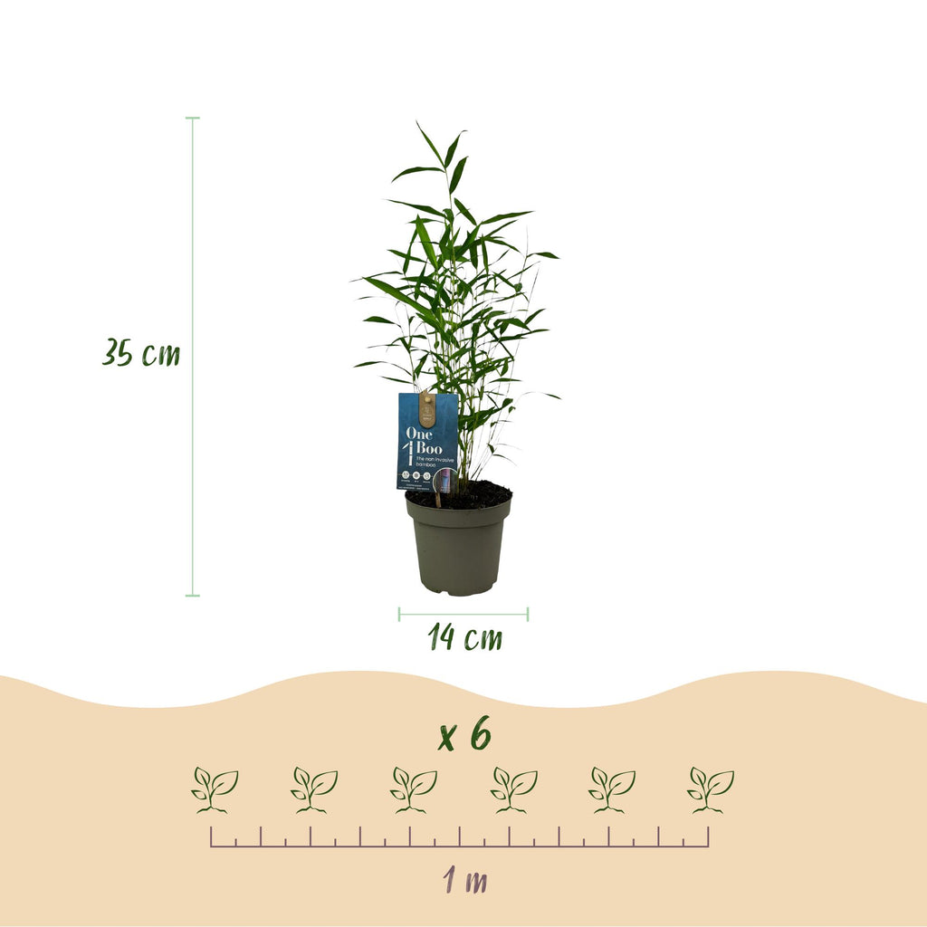 Bamboe - Fargesia Blue Dragon - Bladhoudend - Niet Woekerend - Groen - 18 Planten - Pot 14cm - Hoogte 35cm
