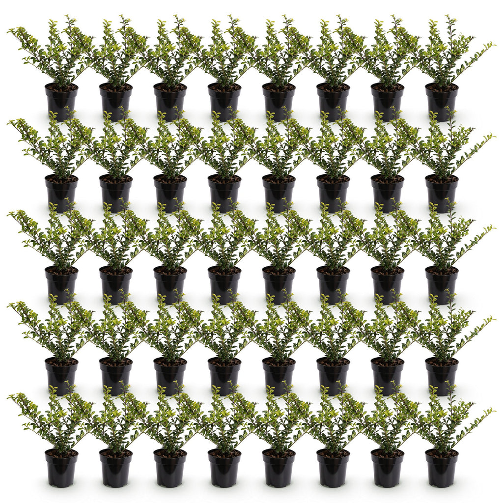 40x Ilex crenata Covenxa - Japanse Hulst - Haagplanten - Groenblijvend - Groen - Pot 9cm - Hoogte 20-30cm