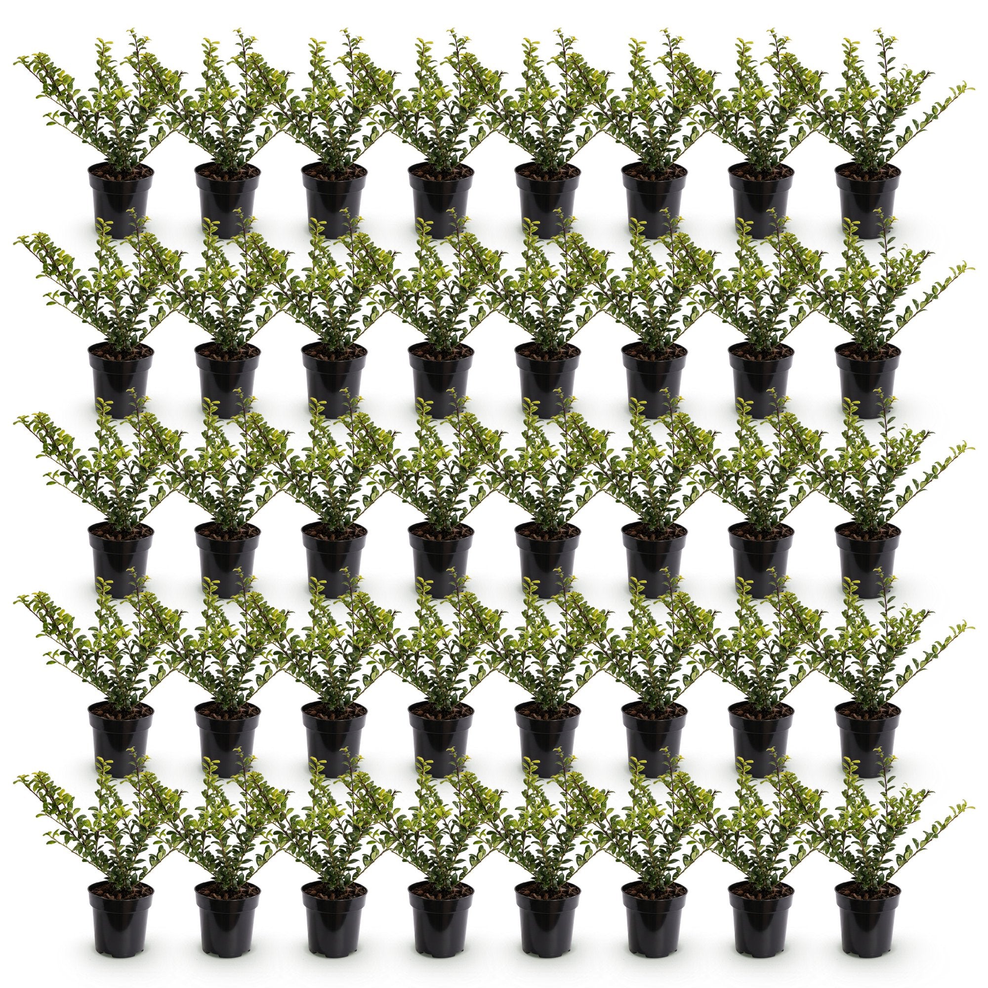 40x Ilex crenata Covenxa - Japanse Hulst - Haagplanten - Groenblijvend - Groen - Pot 9cm - Hoogte 20-30cm