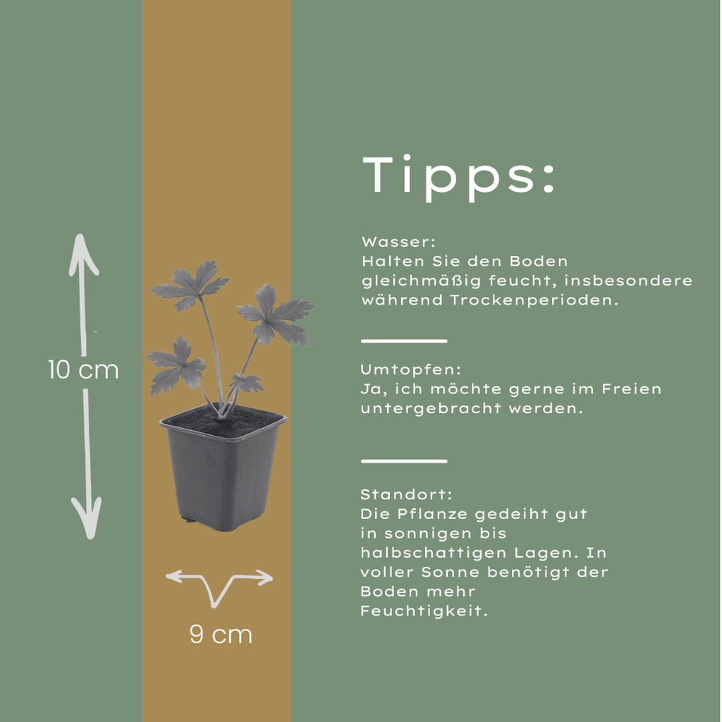 12x Astrantia major - ↕10-25cm - Ø9cm