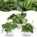 Kamerplant - Marantha Silverband, Marantha Lemon Lime Marantha Kerchoveana - Gebedsplant - Huisdiervriendelijke Plant - Groen - 3 Planten - met Potter Wit - Pot 12cm - Hoogte 25cm