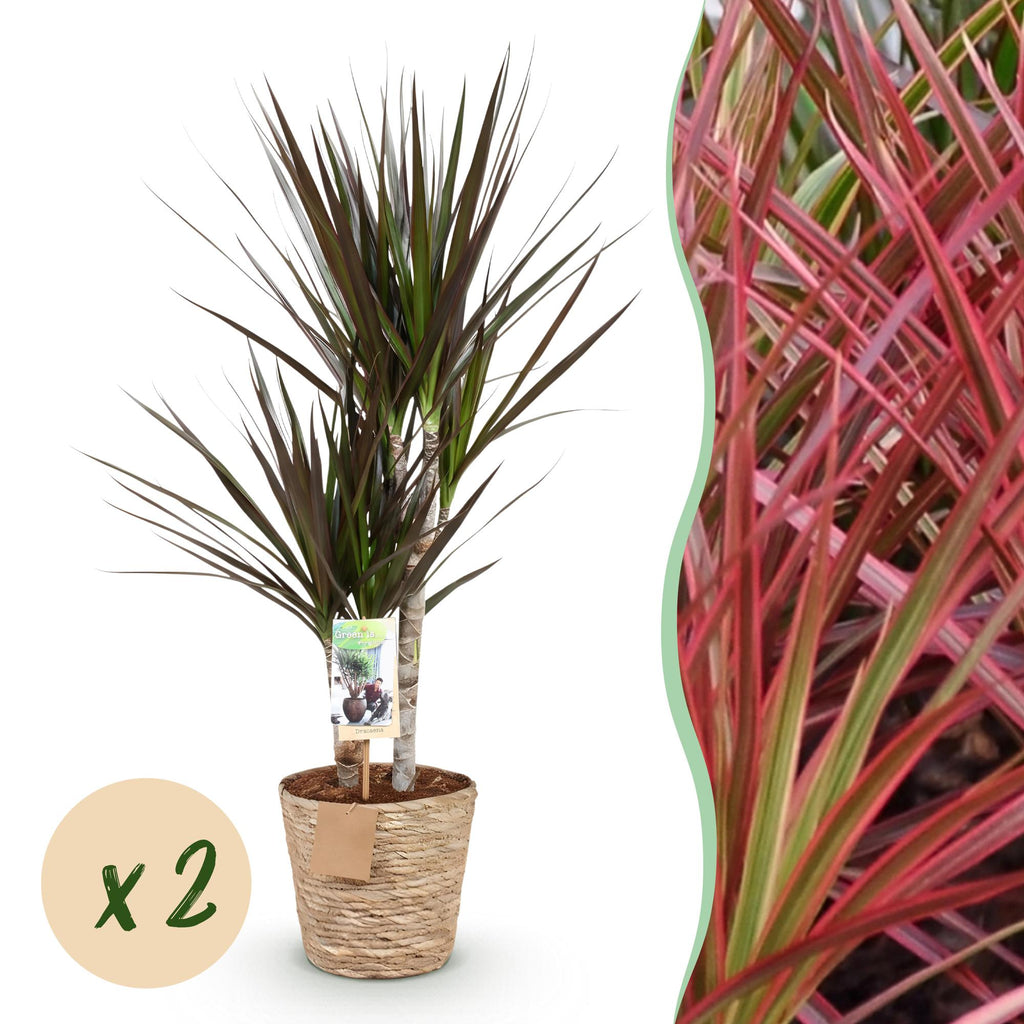 Green is... Kamerplanten - Dracaena Magenta - Drakenbloedboom - Weinig onderhoud - met mand - Groen - 2 Planten - Pot 17cm - Hoogte 70-80cm