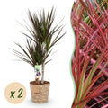 Green is... Kamerplanten - Dracaena Magenta - Drakenbloedboom - Weinig onderhoud - met mand - Groen - 2 Planten - Pot 17cm - Hoogte 70-80cm