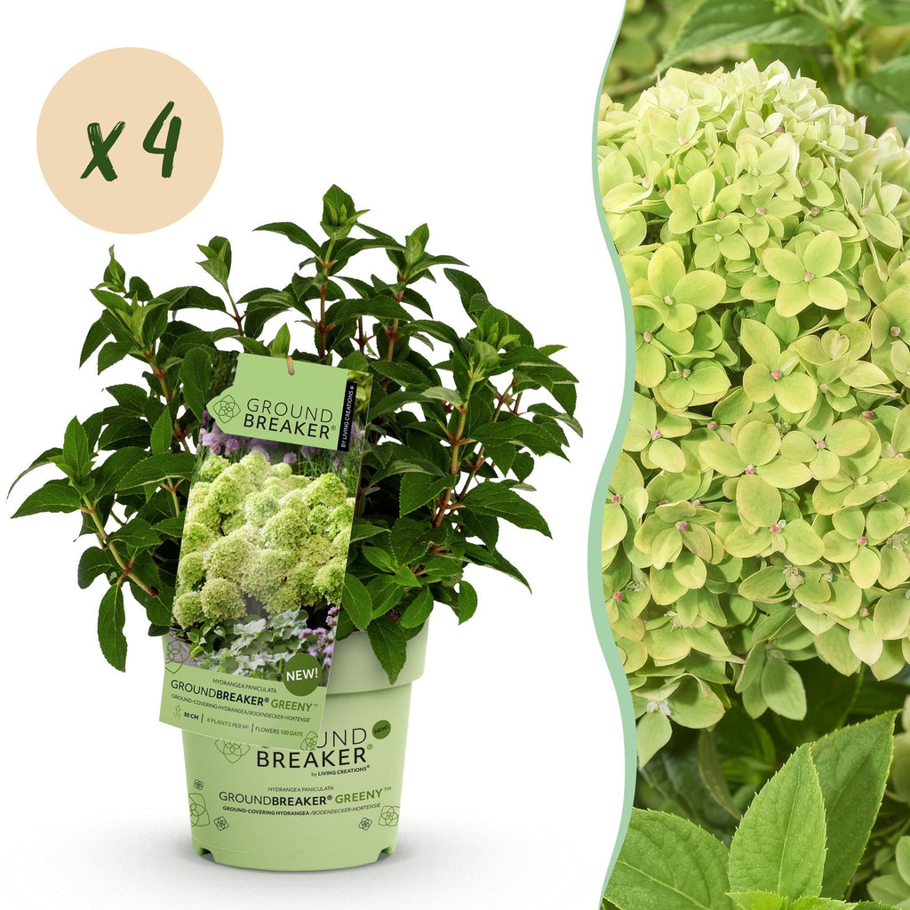 Tuinplant - Hydrangea panniculata Groundbreaker Greeny - Pluimhortensia - Winterhard - Creme - 4 Planten - Pot 14cm -Hoogte 20-25cm