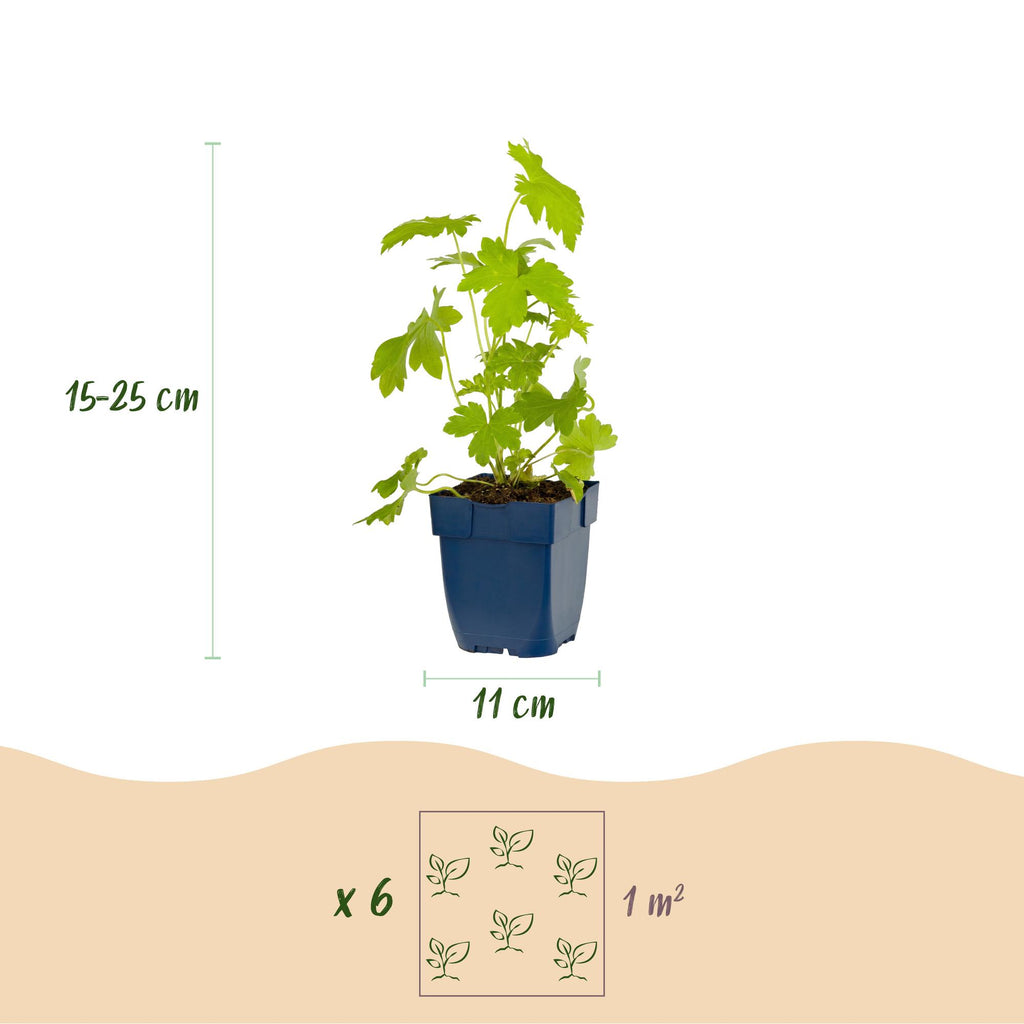 Vasteplant - Delphinium (P) Galahad - Ridderspoor - Bijen en Vlinderlokkers - Wit - 24 Planten - Pot 11cm - Hoogte 15-25cm