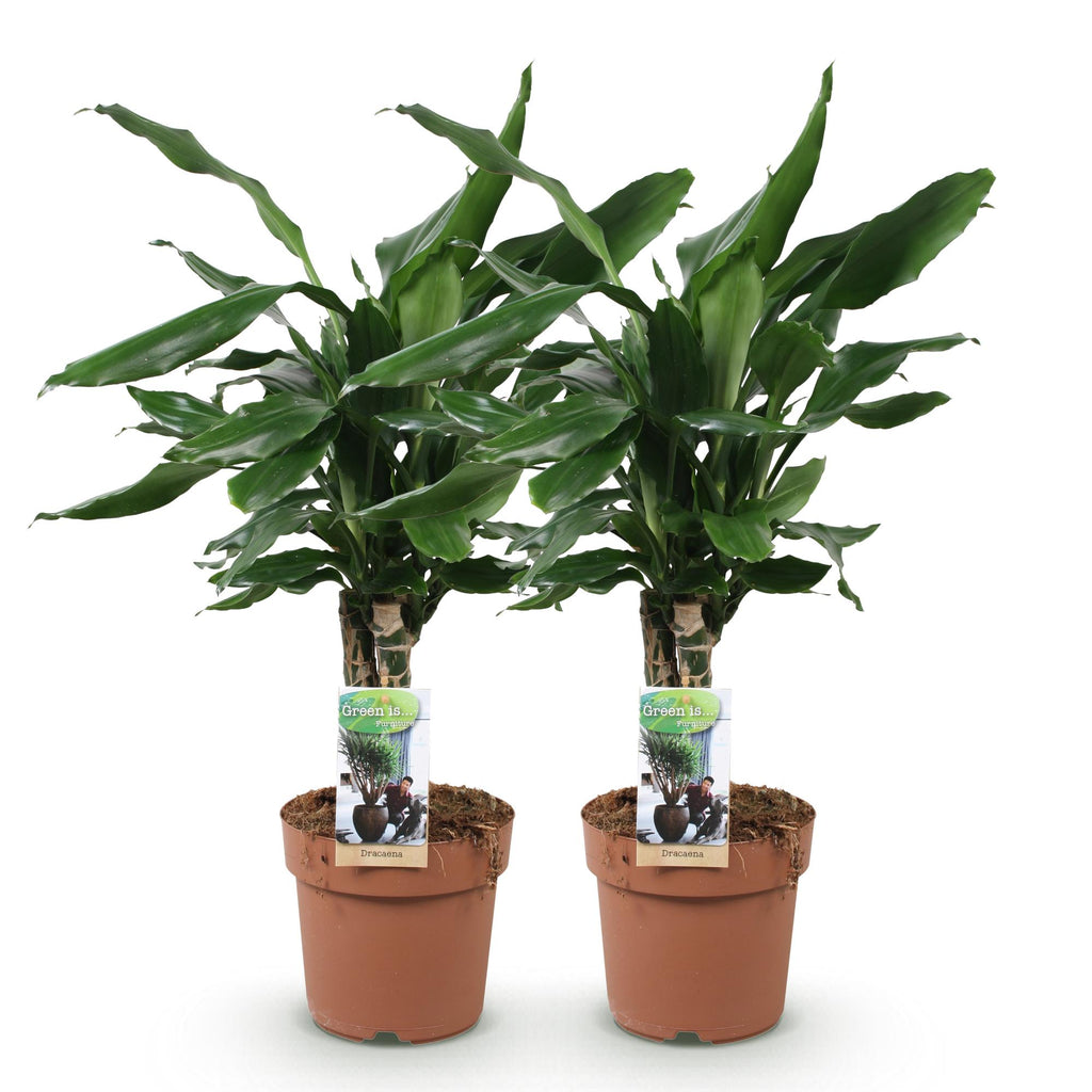 Green is... Kamerplanten - Dracaena fragrans Steudneri - Drakenbloedboom - Weinig onderhoud - Groen - 2 Planten - Pot 17cm - Hoogte 50-55cm