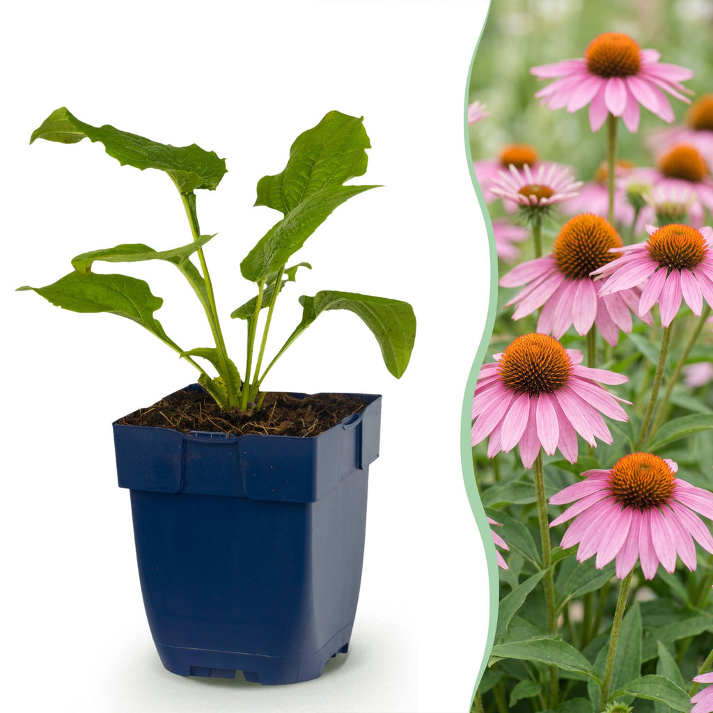 Vasteplant - Echinacea purp. Magnus - Zonnehoed - Bijen- en vlinderlokkers - Roze - 12 Planten - Pot 11cm - Hoogte 15-25cm