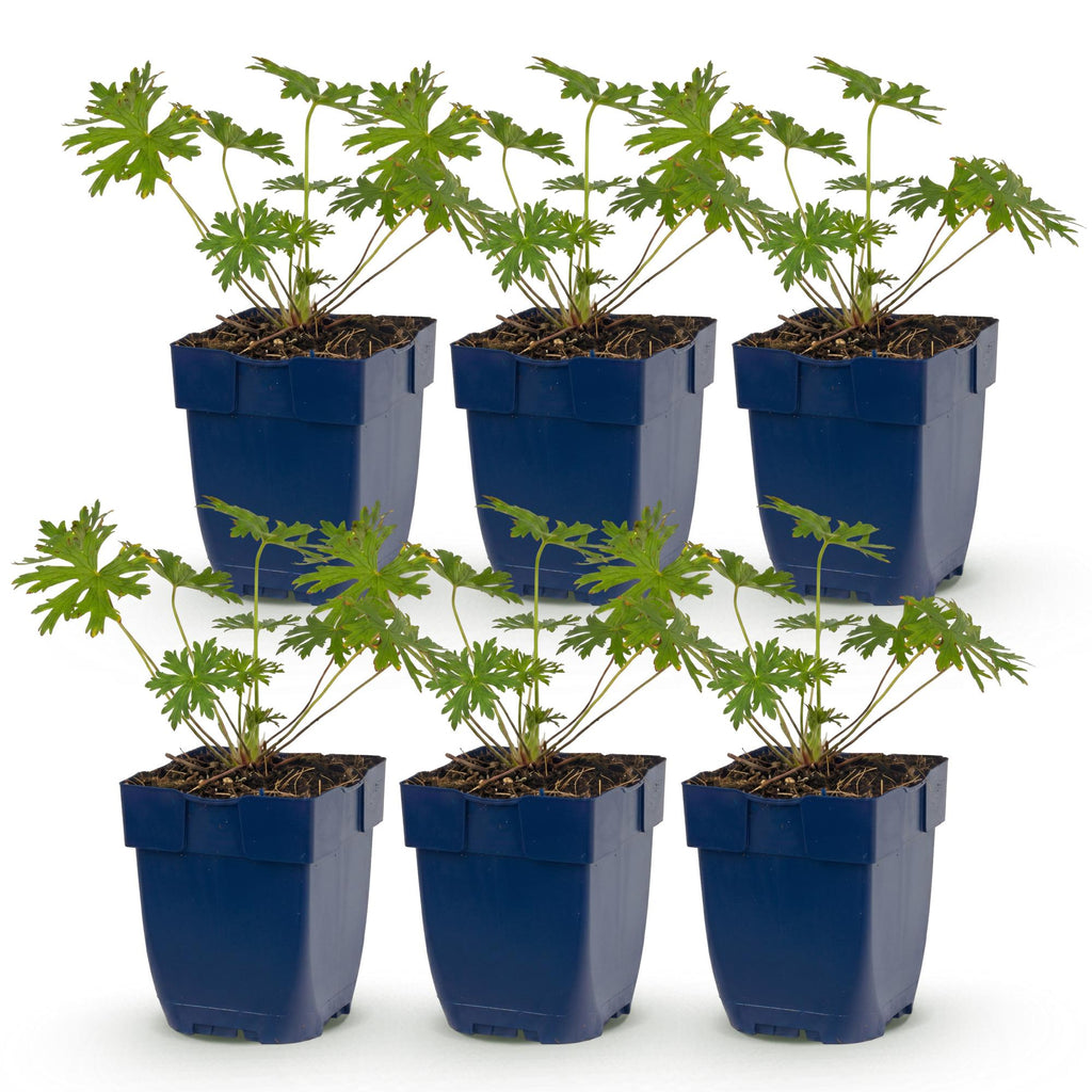 Vasteplant - Geranium Tricolour - Ooievaarsbek - Bodembedekkend - Paars - Roze - Wit - 6 Planten - Pot 11cm - Hoogte 15-25cm