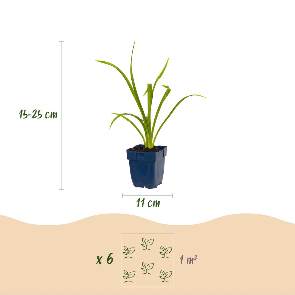 Vasteplant - Hemerocallis Summer Wine - Daglelie - Bijen en Vlinderlokkers - Paars - 1 Plant - Pot 11cm - Hoogte 15-25cm
