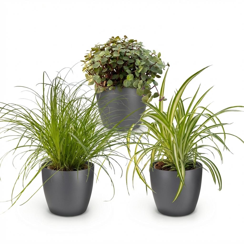 Kamerplant - Cyperus - Calissia - Chlorophytum - Mix van 3 - Huisdiervriendelijke Planten - Groen - 3 Planten - met Potter Grijs - Pot 12cm - Hoogte 20cm