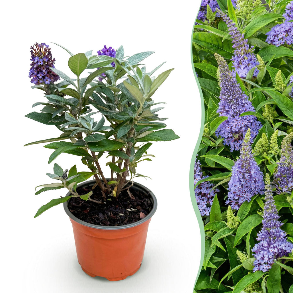 Tuinplant - Buddleja davidii Butterfly Candy Little Lila - Vlinderstruik - Compact - Lila - 1 Plant - Pot 12cm - Hoogte 20-25cm