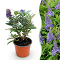 Tuinplant - Buddleja davidii Butterfly Candy Little Lila - Vlinderstruik - Compact - Lila - 1 Plant - Pot 12cm - Hoogte 20-25cm