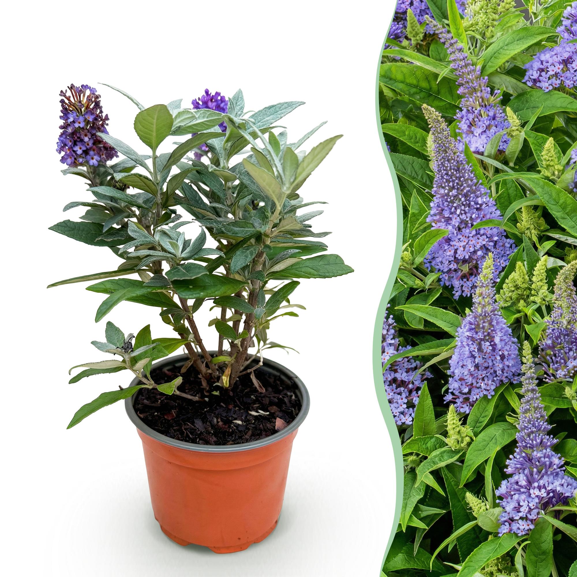 Tuinplant - Buddleja davidii Butterfly Candy Little Lila - Vlinderstruik - Compact - Lila - 1 Plant - Pot 12cm - Hoogte 20-25cm