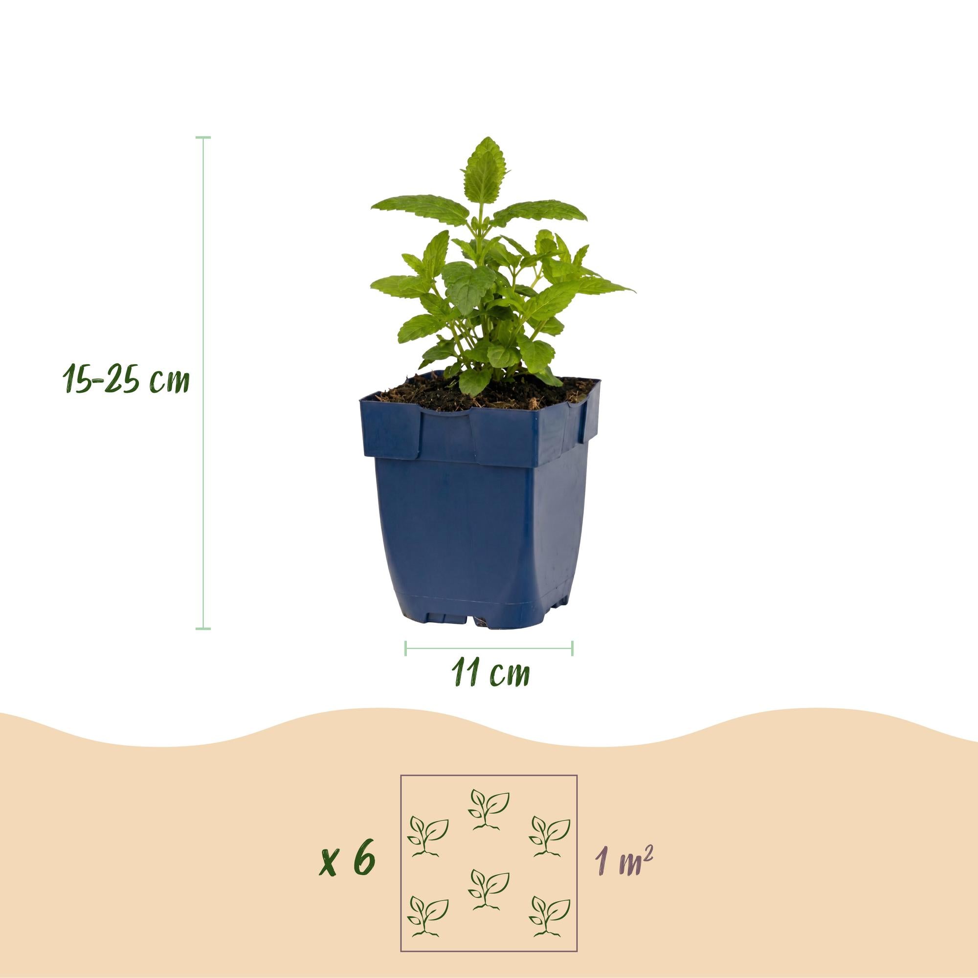 Vasteplant - Nepeta Tricolour - Kattenkruid - Bijen- en vlinderlokkers - Paars - Roze - Wit - 12 Planten - Pot 11cm - Hoogte 15-25cm