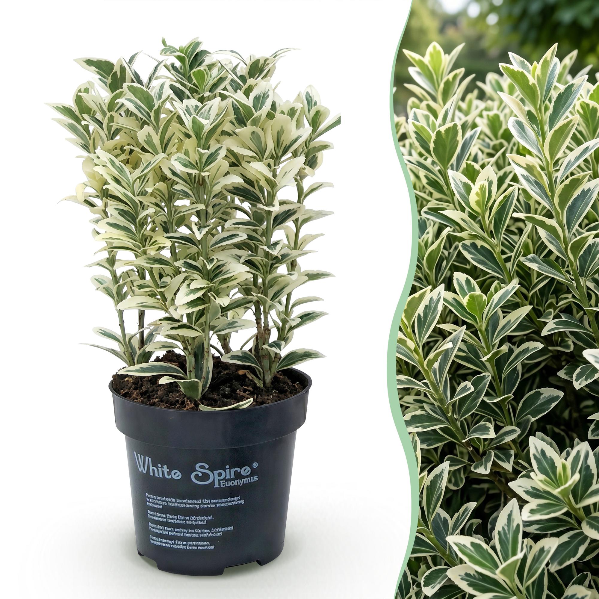 24x Euonymus japonicus White Spire - Kardinaalsmuts - Haagplanten - Groenblijvend - Wit - Groen - Pot 9cm - Hoogte 20-30cm