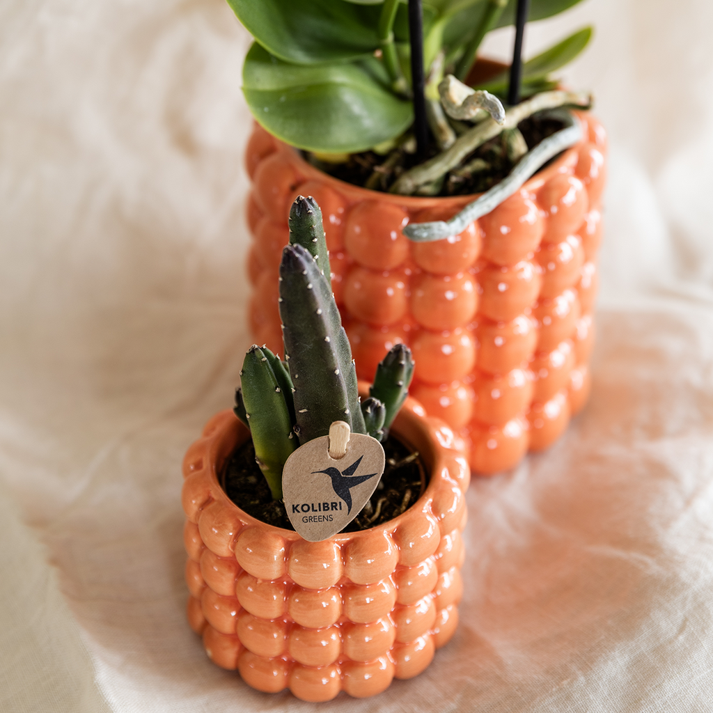 Kolibri Company | Plantenset Poppy Mix | Paars, wit, oranje & roze met groene planten Ø6 cm